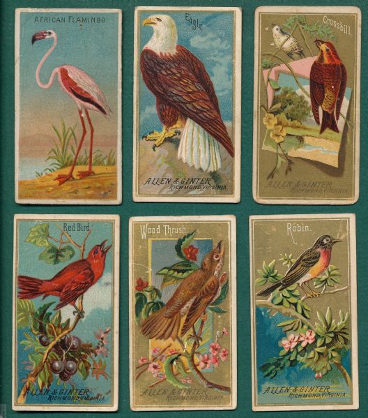 1888 N4 Birds of America & N5 Tropics, Allen & Ginter (14) Card Lot
