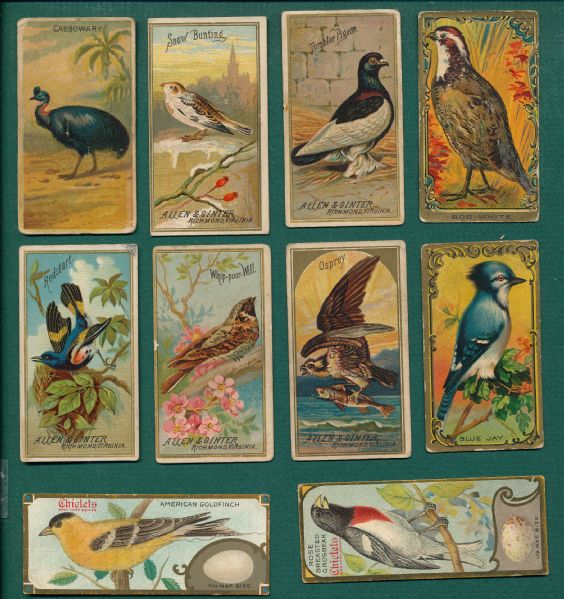 1888 N4 Allen & Ginter Birds of America (19), T43 Mecca (14), Chiclets (2) & Useful Birds (2) Lot of (37)