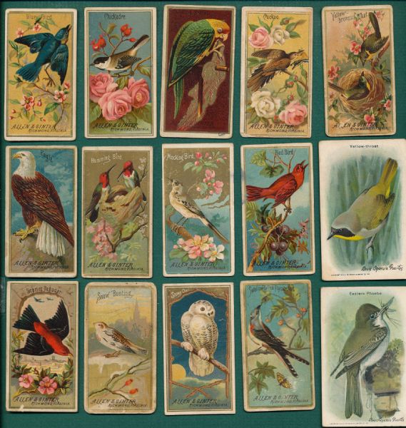 1888 N4 Allen & Ginter Birds of America (19), T43 Mecca (14), Chiclets (2) & Useful Birds (2) Lot of (37)