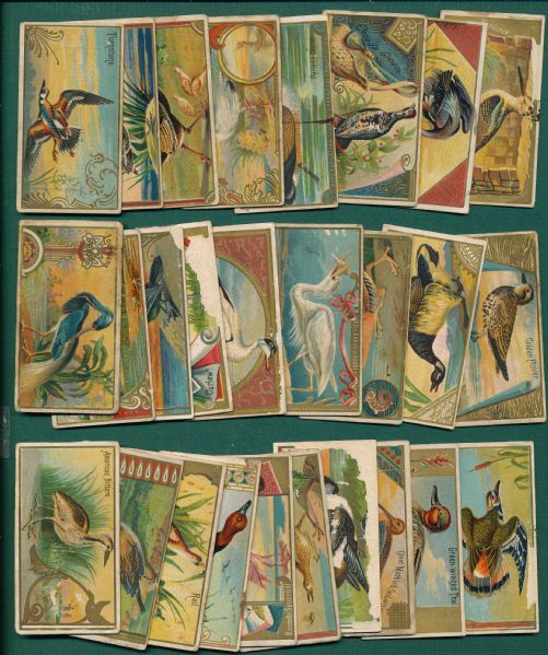 1888 N13 Game Birds Allen & Ginter Lot of (34)
