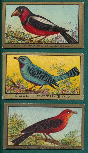 1910 T42 Birds, Gold Border, Lot of (85)