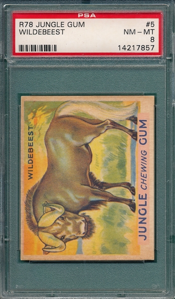 1930 Jungle Gum #5 Wildebeest PSA 8
