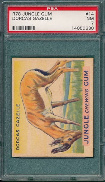 1930 Jungle Gum #14 Dorcas Gazelle & #25 Flying Fox, Lot of (2) PSA 7