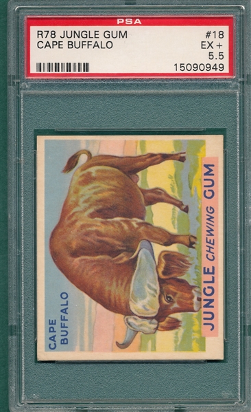 1930 Jungle Gum #17 Cape Buffalo PSA 5.5